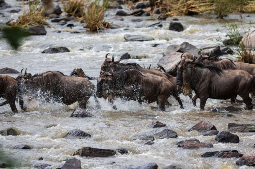 Große Migration: Tansania