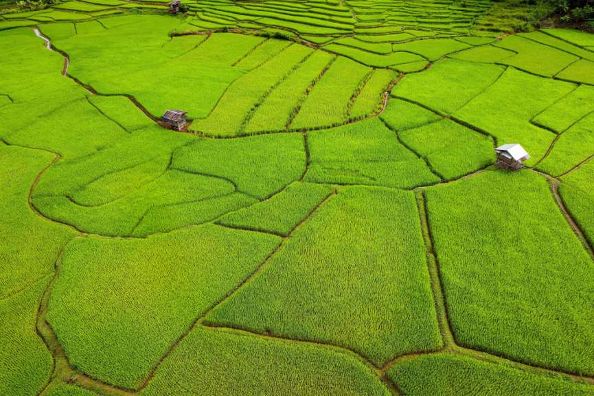 Grüne Reisfelder in der Regenzeit
