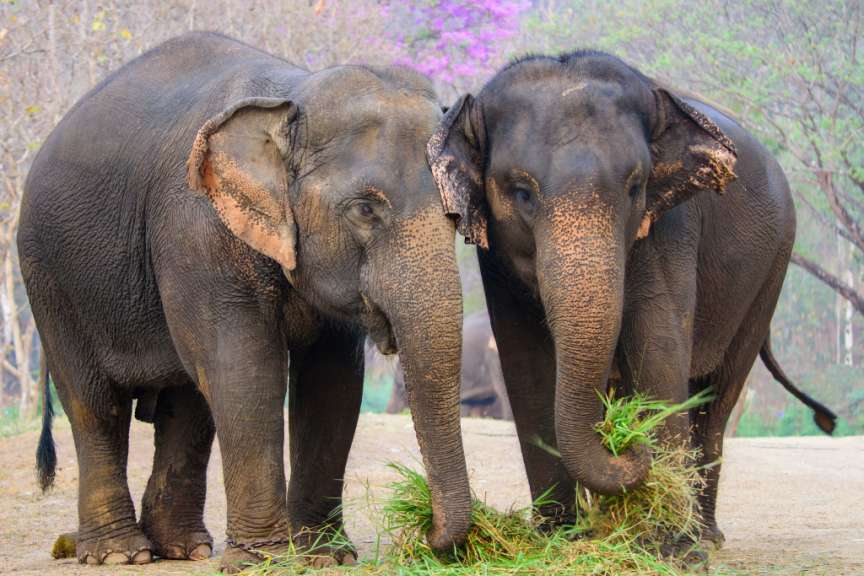 Elefanten-Krankenhaus in Lampang