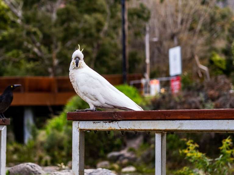 Namensgebend: Kakadu im Grampians National Park