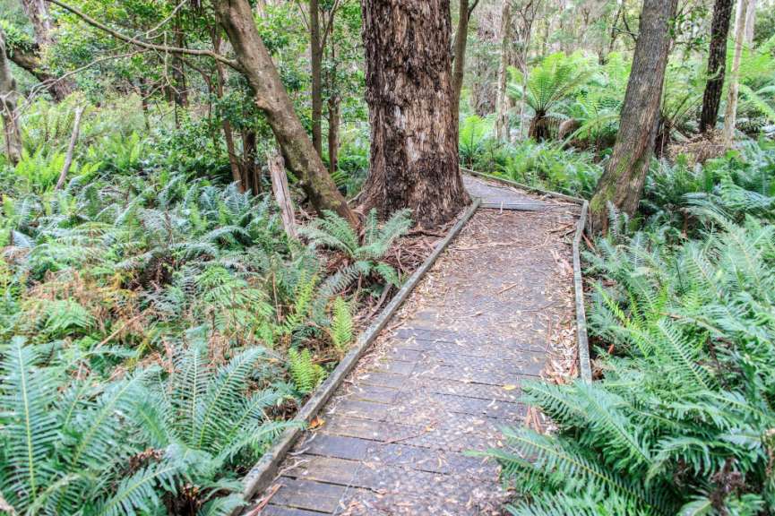 Lilly Pilly Gully Boardwalk