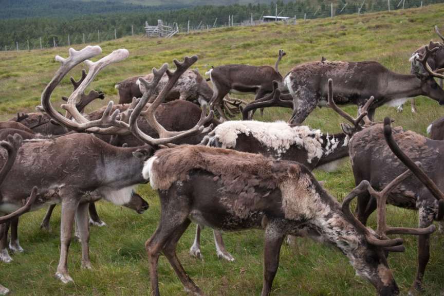 Cairngorm Herd