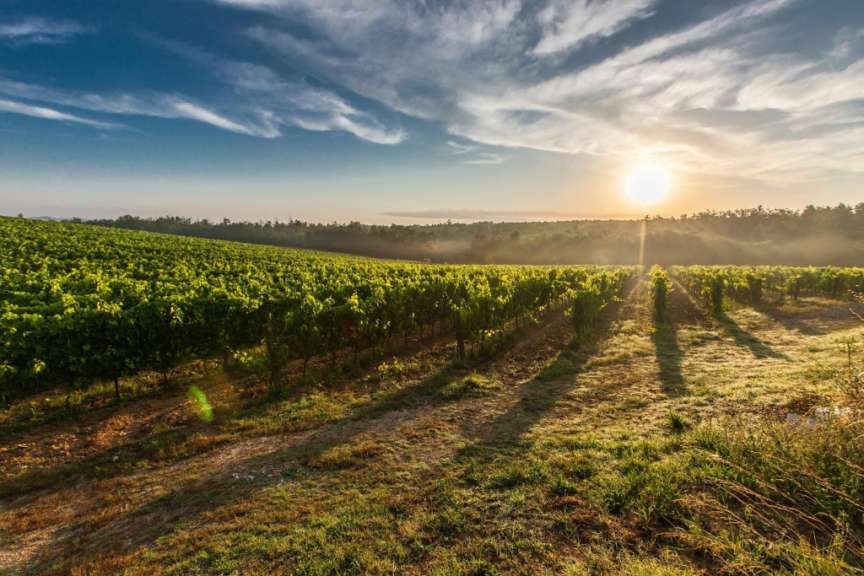 Kulinarischer Ausflug an die Küste: Wein & Seafood Tour