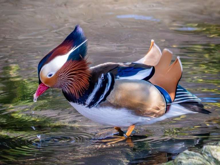 Mandarinente im Sikypark