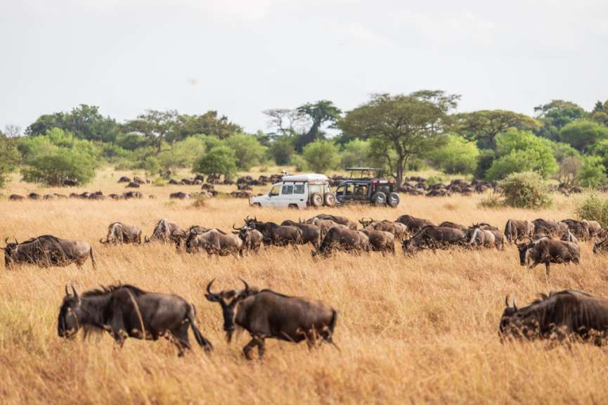 Büffel im Serengeti Nationalpark während der Great Migration