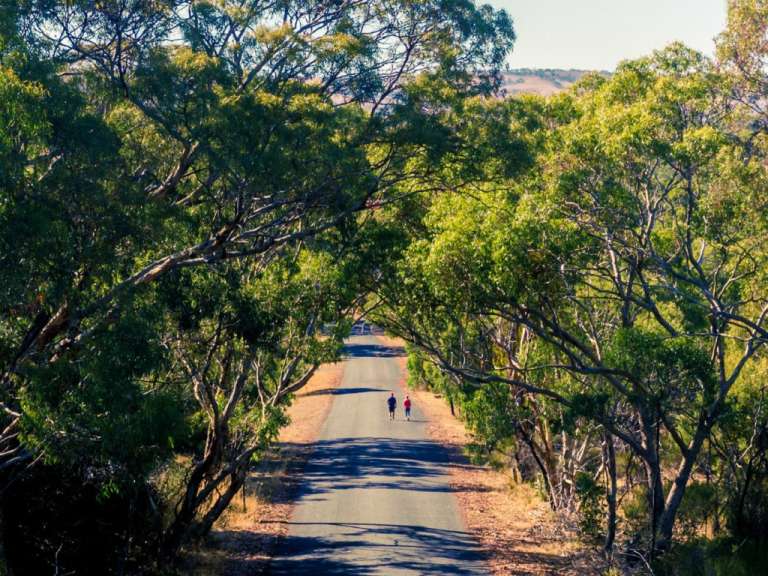 Shiraz Trail