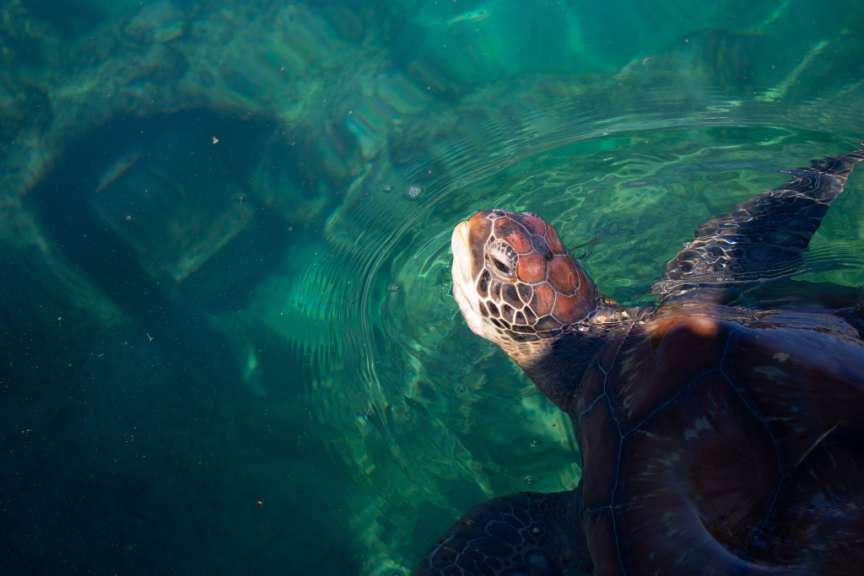 Schildkröte im Kélonia-Zentrum