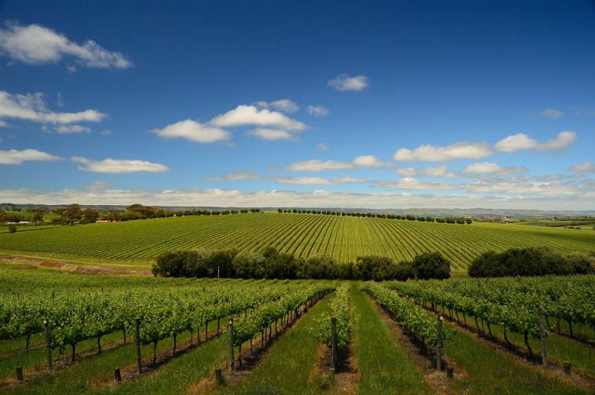Bekanntes Weinanbaugebiet: McLaren Vale
