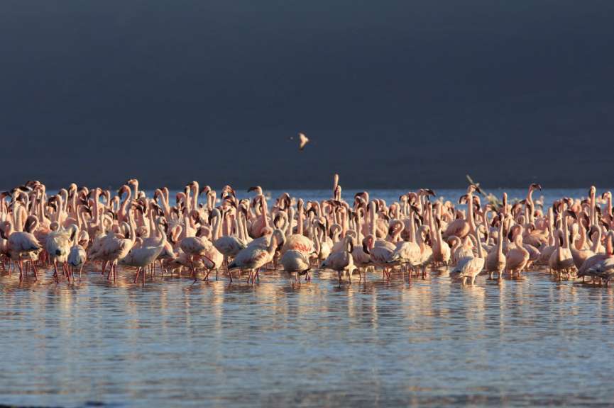 Heerscharen von Flamingos: Manyara-See