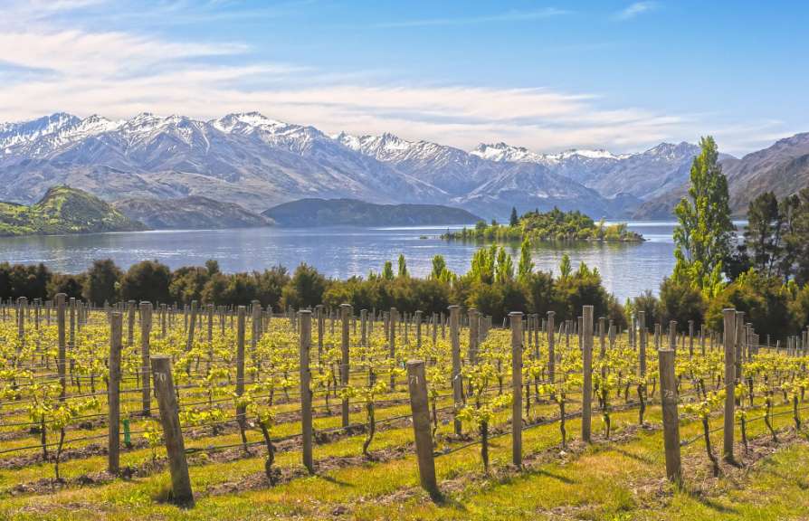 Weingut in Wanaka