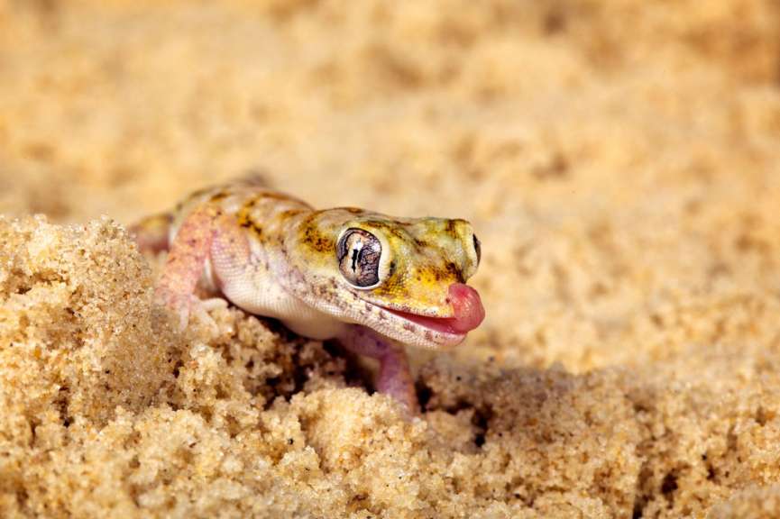 Palmatogecko im Wüstengürtel bei Walvis Bay