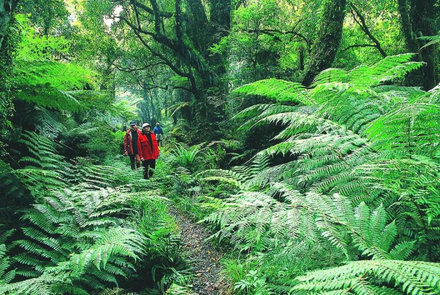 Hollyford Track: Wildnis & Regenwald pur