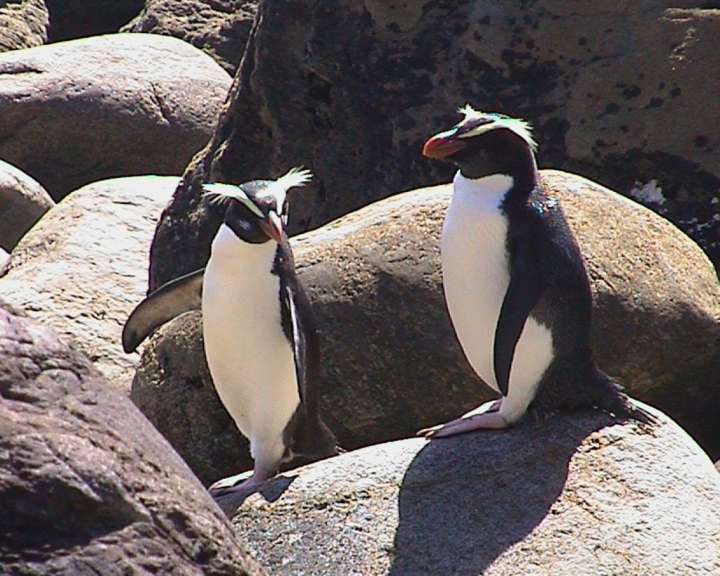 Fiordland Pinguin: saisonale Besucher