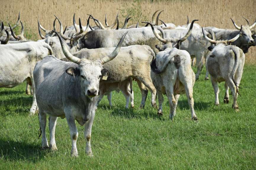 Graurinder prägen das Bild: Hortobagy-Puszta