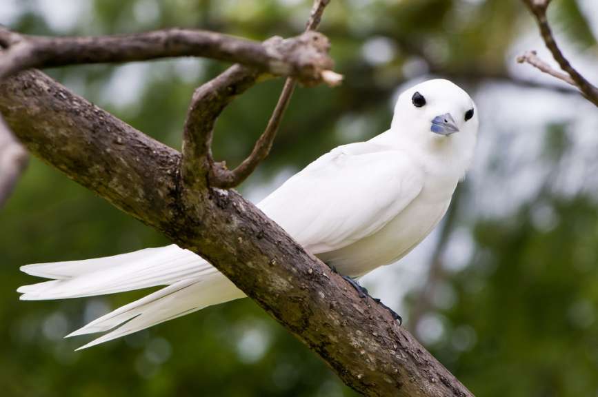 Endemischer Vogel auf Cousin: Fairy Tern
