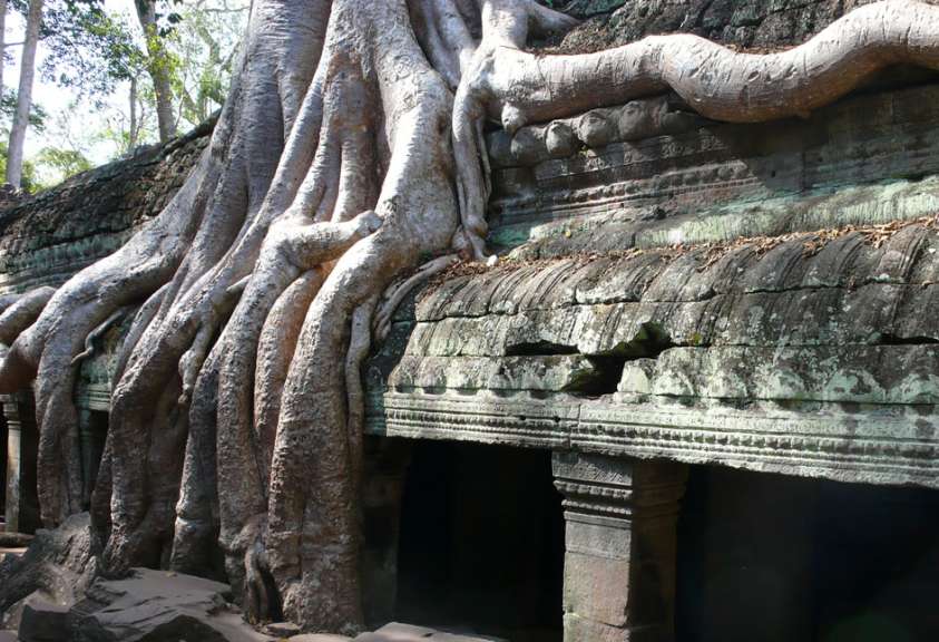 Tempelruinen im Dschungel: Ta Prohm