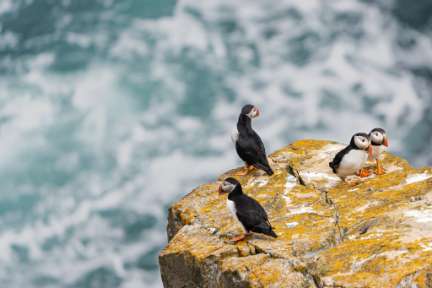 Papageitaucher in Elliston