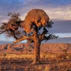 Webervogelnest in der Kalahari