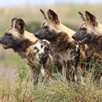 letzte überlebensfähige Wildhund-Population: Kafue Park