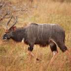 lebt vorwiegend im Norden des Krüger Parks: Nyala Antilope