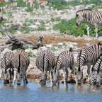 Wildbeobachtung auch nachts: Okaukuejo