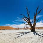 Über 500 Jahre alte Baumgerippe: Deadvlei