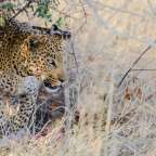 gut getarnt: Leopard im Etosha Park
