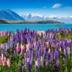 Orgie in Blau: Frühling am Lake Tekapo
