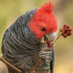 Jerrawangala National Park: Heimat vom Gang Gang Kakadu