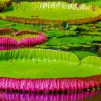 Riesenseerosen im Botanischen Garten