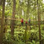 Wanderung durch die Baumkronen: Redwoods Treewalk