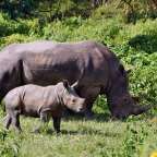 Schutzgebiet für Nashörner: Ziwa Rhino Sanctuary
