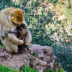 Berberaffen und Oliven: Wanderung am Ouzoud