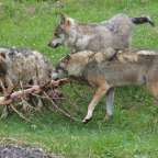 Ückermünder Heide: Heimat eines Wolfsrudels