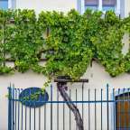 Stara Trta: ältester Weinstock der Welt