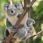 unterwegs auf dem Raymond Koala Walk