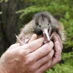 in sicheren Händen: Kiwi Küken in der Hatchery