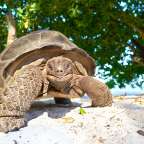 Riesenschildkröte auf Praslin