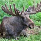 heimische und exotische Tiere: Dyreparken