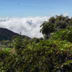im Nebelwald der Cordillera de Talamanca: Los Quetzales