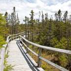 auf einem Bohlenweg durchs Reservat: Salmonier Nature Park