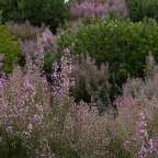 besonders schön im Frühling: Galegos da Serra - Wanderung