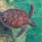 Zentrum für Meeresschildkröten