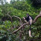 Grüne Oase am Victoria See