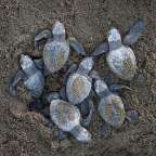 Eiablage für Bastardschildkröten: Strand von Ostional