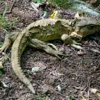 Tuatara im Sanctuary Mountain Maungatautari