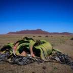 Welwitschia mirabilis
