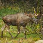 König der Wälder: Elch