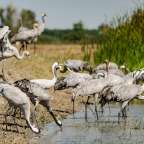 Kraniche im Hortobágy National Park