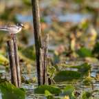 6.500 Hektar groß: Lac de Grand-Lieu